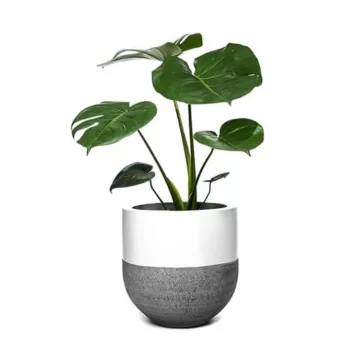 Lushgreen Chrysenthemum Plant