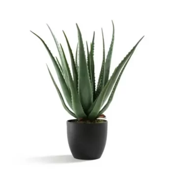 Evy Baugainvillea Plant 0 out of 5