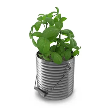 Nurserynature Natural Petra Croton Indoor Live Plant