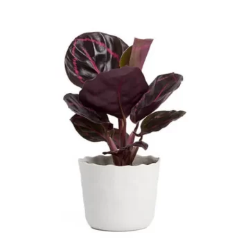 Philodendron Pink Princess