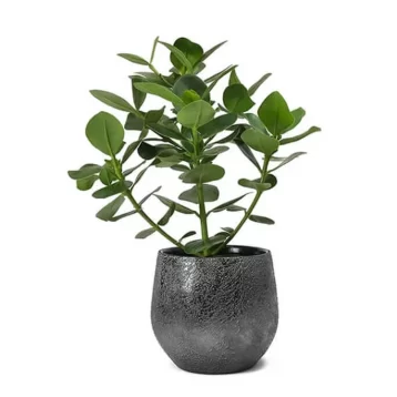 Lushgreen Adenium Plant