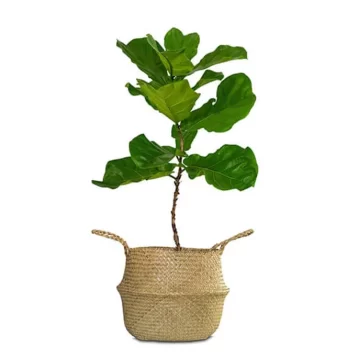 Edensfield Adenium Plant