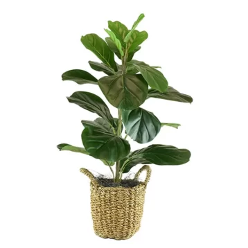 Eco Ocean Murraya Plant