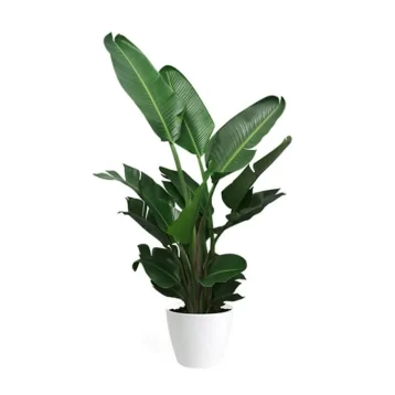 Eco Ocean Jasmine Plant