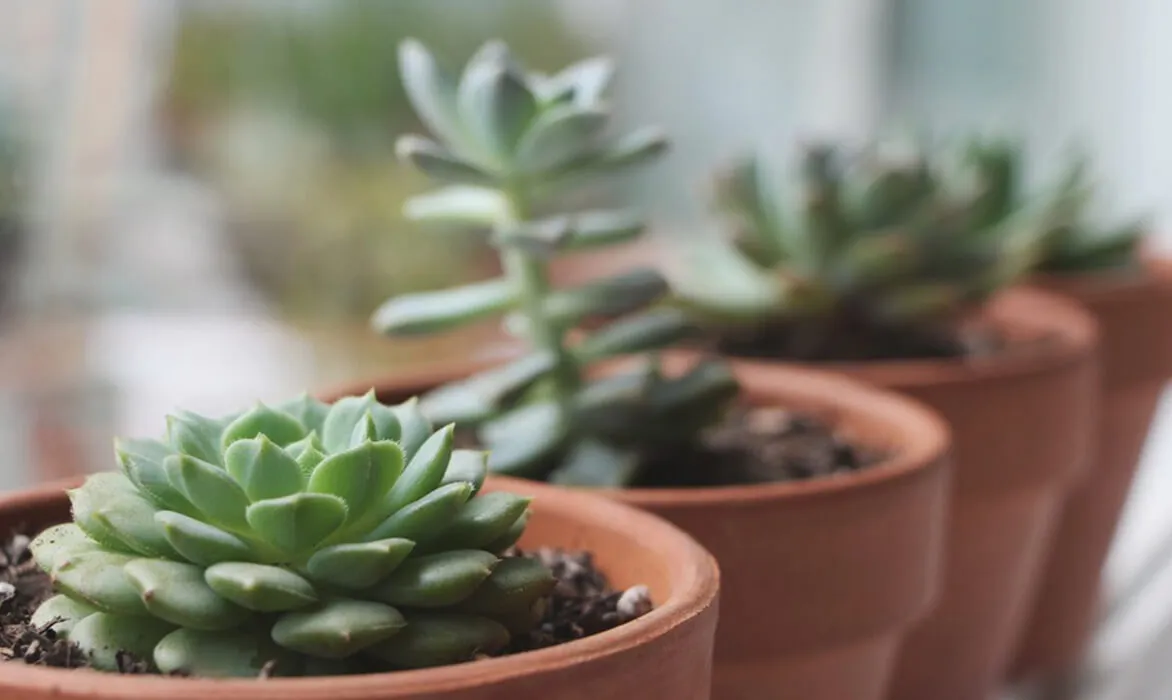 Donec mattis sapien ac dolor euismod varius.