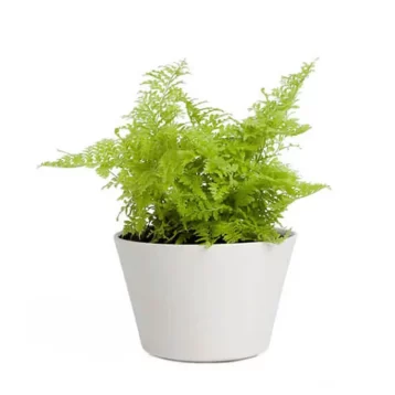 Plants Coleus Indoor Plant Pack of 1