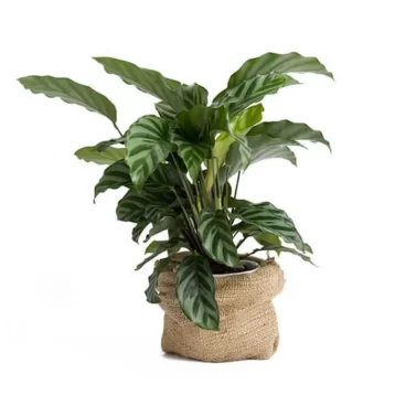 Natural Nursery Baugainvillea Plant 3.00 out of 5